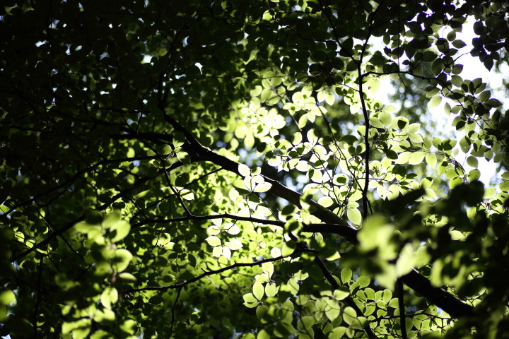 5月中旬、植物が嬉しそうな初夏の陽気の一日に。