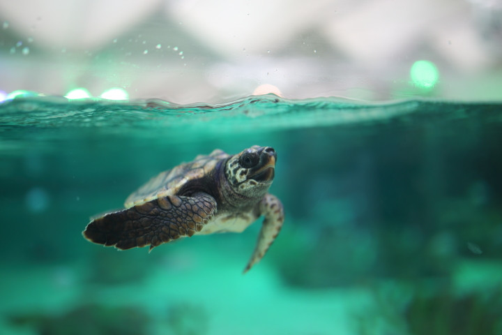 7月中旬、安房鴨川の水族館への旅