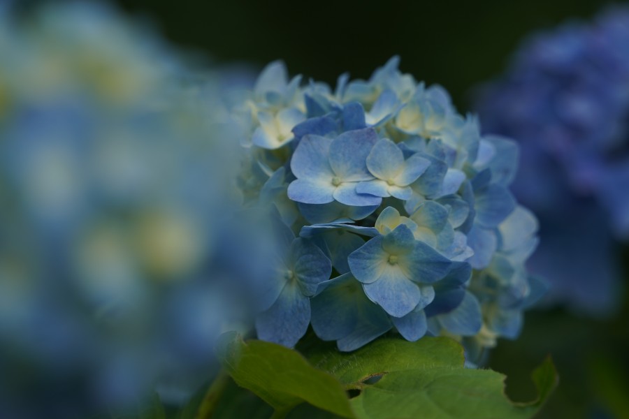 紫陽花