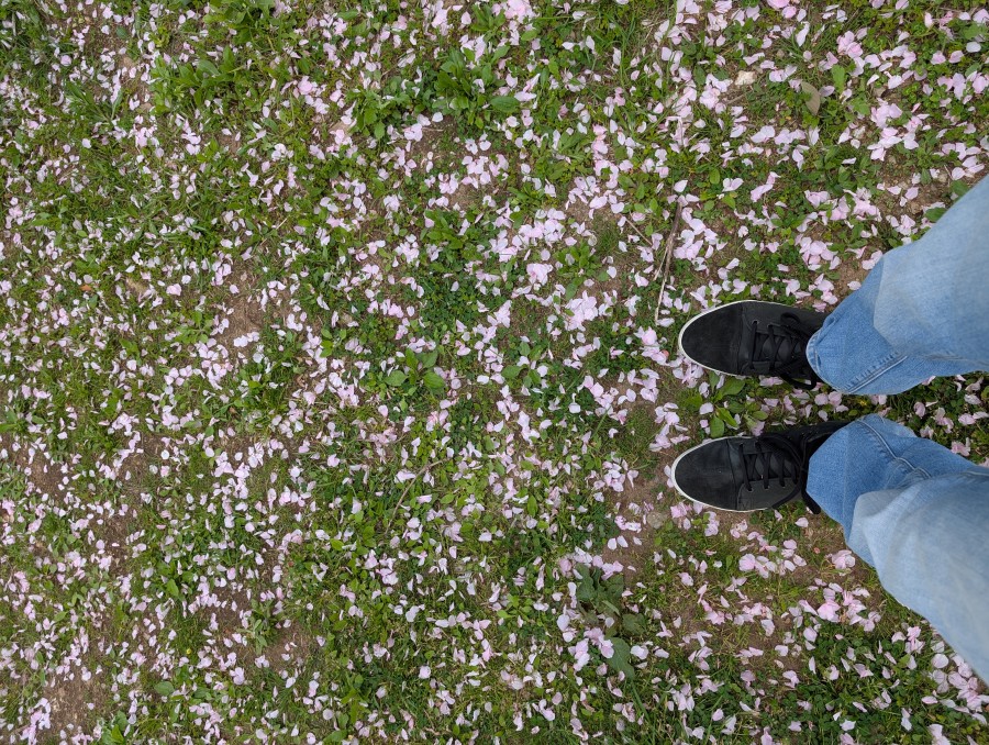 名残桜