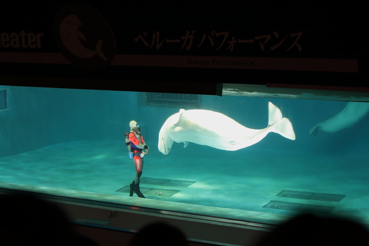 7月中旬、安房鴨川の水族館への旅