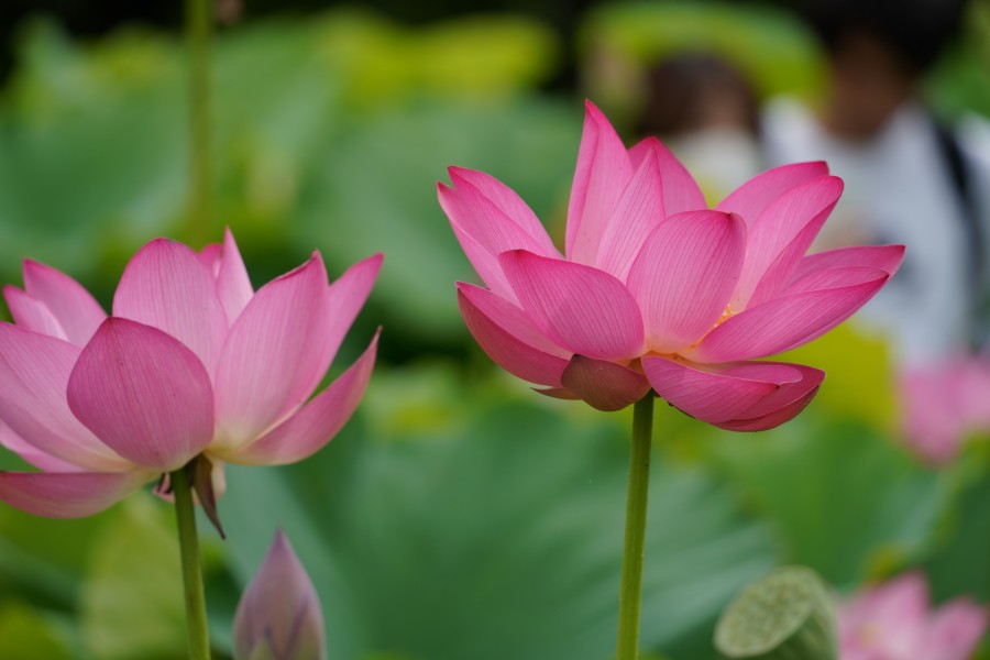 蓮の花