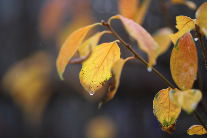 冬の雨に濡れる庭木