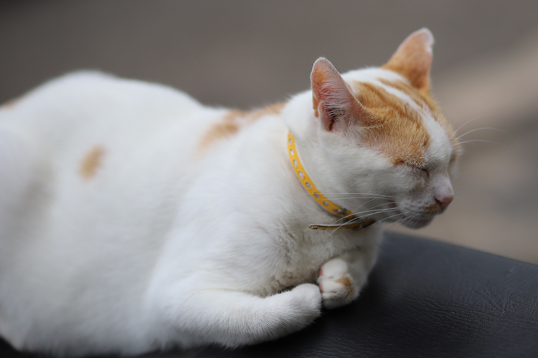 ポルトガルの街猫